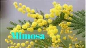 フランス語の単語集 花 の名前 ラジオココタ Fr