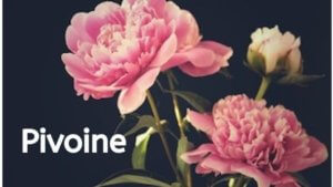 フランス語の単語集 花 の名前 ラジオココタ Fr