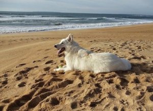 フランスでの犬のしつけ でちょいと失敗した話 ラジオココタ Fr