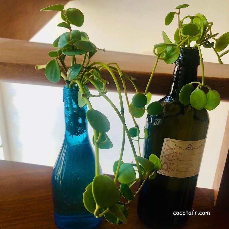 癒し系観葉植物ペペロミアホープの水栽培 。水中で発根と発芽！？